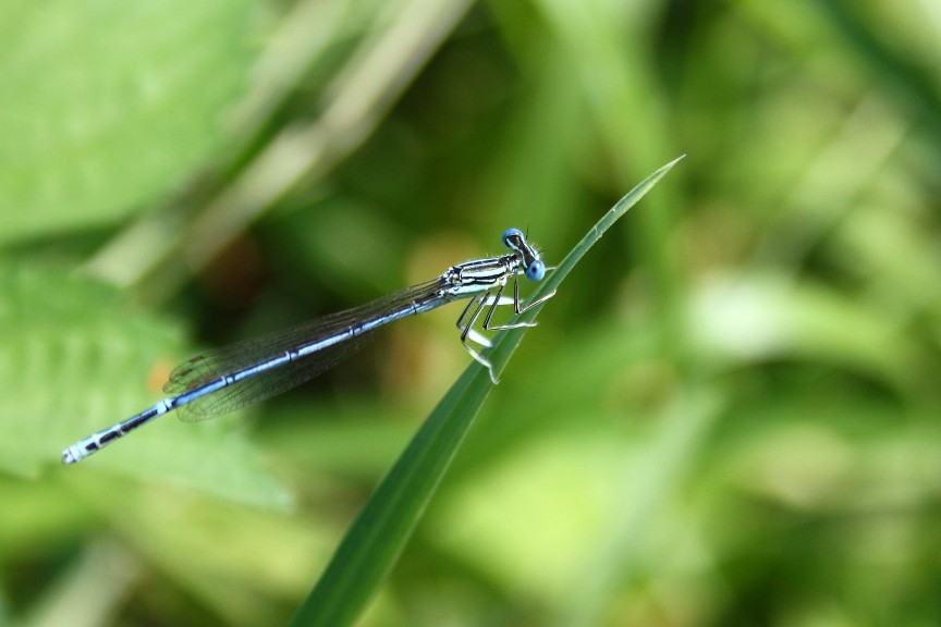 Coenagrion puella?